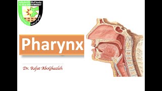 Anatomy of Pharynx [upl. by Enilesoj833]