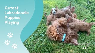 Cutest Labradoodle Puppies Playing Together [upl. by Admana]