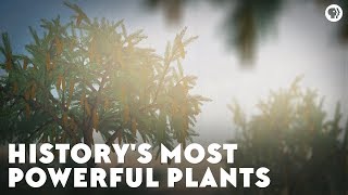 Historys Most Powerful Plants [upl. by Hniv]