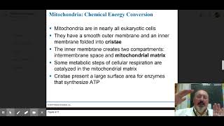 AP Biology 45 Mitochondria and Chloroplasts Endosymbiotic Theory [upl. by Elke972]