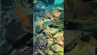 Amazon river aquarium shorts [upl. by Essilem]