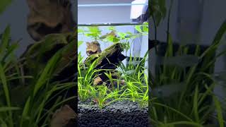 Lampeye Killifish in 30cm Low Nano Planted Tank [upl. by Honebein]