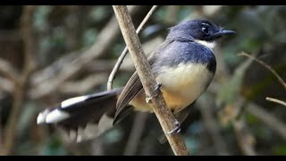 Malaysian Pied Fantail 4K [upl. by Wilkie]