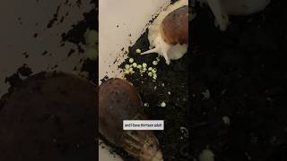 THEY LAID EGGS  Giant African Land Snails [upl. by Jac]