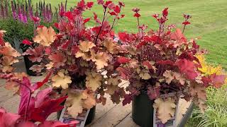 Heuchera Marmalade Forever Red amp Zipper Coral Bells  3 FANTASTIC colorful perennials [upl. by Carli275]