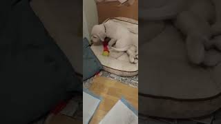 Labrador 2 months old watch til the end shortvideo labradorretriever funny [upl. by Nagem]