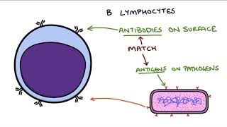 Understanding the Cells of the Immune System [upl. by Bourgeois]