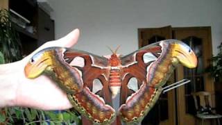 Attacus atlas female [upl. by Ainezey]