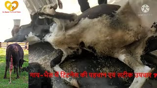 Tetanus in Cattle Diagnosis  Treatment  Dr Shanker Singh [upl. by Enelrad61]