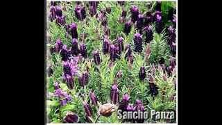 Sancho Panza Lavender Flower Spanish Lavender Lavandula Stoechas Seeds  SEEDS on wwwMySeedsCo [upl. by Ahsakal]