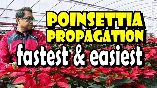 Poinsettia Propagation Fastest amp Easiest Method [upl. by Rusel906]