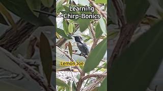 ❤️Chirpy Vids ChirpBonics 🍋lemonjoe [upl. by Reniar]