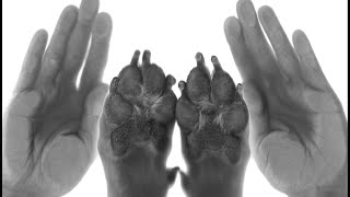 On The FlyDIY Paw Print Picture [upl. by Rodgers]