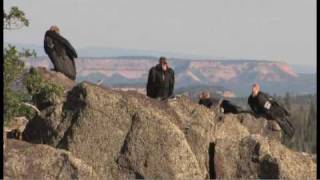 Flying giantsrare California condors return to Utah skies [upl. by Onia]