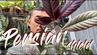 Persian shield Strobilanthes dyerianus care and propagation [upl. by Connelley]