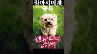 강아지에게 좋은 건강식품 5가지 5 DogFriendly Foods [upl. by Fabian239]