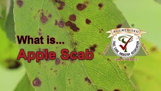 What is Apple Scab [upl. by Ohl444]