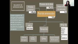 Morfofisiología I  Metabolismo de Aminoácidos 24 [upl. by Dulciana]