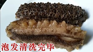 海参的泡发和清洗步骤 Sea cucumber [upl. by Nauq]