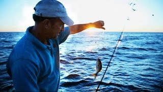 Menhaden The Most Important Fish in the Bay [upl. by Tihw]