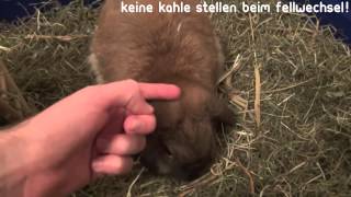 Kaninchen Fellwechsel  Ratgeber HD [upl. by Renner]