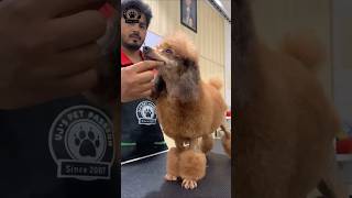 Poodle grooming pets puppy grooming poodleoftheday [upl. by Raven608]