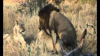 Lions on a kill and mating [upl. by Ardnola]