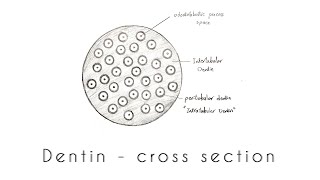 Drawing of Dentin  Transverse ground section [upl. by Eltsirhc]