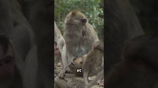 Les Macaques Japonais macaque animaux faune japon wildlife neige [upl. by Weeks265]