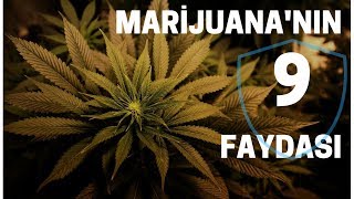 Marihuananın Faydaları Kenevirin Faydaları Büyük 9 Fayda kenevir marijuana marihuana [upl. by Cirded]