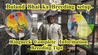 Visit Of Buland Hussain Breeding FarmRingneck Breeding TipsRaw parrots Progresshindiurdu [upl. by Robyn]