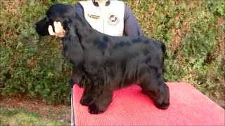 English Cocker Spaniel grooming by Rita Szakács [upl. by Alieka446]