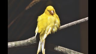 MEJOR ENTRENAMIENTO PARA ENSEÑAR A CANTAR CANARIO TIMBRADO ESPAÑOL [upl. by Edvard]