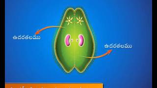 Paramecium  Conjugation [upl. by Adnovay318]