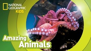 Giant Pacific Octopus 🐙  Amazing Animals [upl. by Carol375]