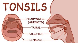 THE TONSILS  ANATOMY AND PHYSIOLOGY [upl. by Oigaib]