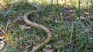 Scheltopusik or European Giant Legless Lizard  Fyodor [upl. by Amin428]