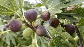 How to Grow Figs  Complete Growing Guide [upl. by Quillon930]