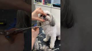 Face Trim Havanese Dog [upl. by Delanty]