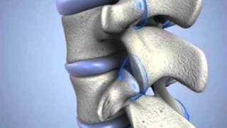 Learn about Cervical Facet Joints [upl. by Aziza]