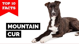 Mountain Cur  Top 10 Facts [upl. by Anah]