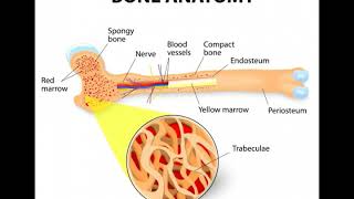 What Is the Connection between Osteoblasts and Osteocytes [upl. by Etolas670]