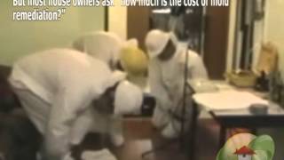 Cost of Mold Remediation [upl. by Vihs]