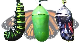 Monarch Butterfly Metamorphosis Timelapse FYV [upl. by Bran]