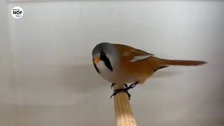 Vogelverenigingen bundelen krachten en organiseren grote vogelshow [upl. by Lanni]