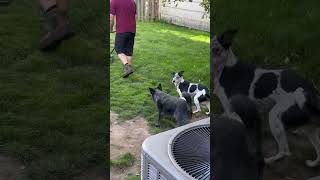 Owner Trimming Grass Watches Dogs Run Around and Bark at Lawn Mower  1504218 [upl. by Golter968]