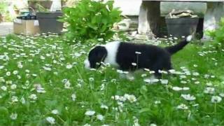 Bearded Collie puppiesDouble Scotch Kennel [upl. by Endres]