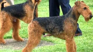 Airedale Terrier  O rei do Terriers [upl. by Ecarret]