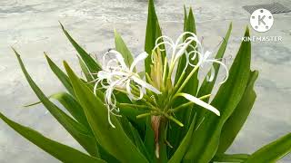 Crinum asiaticumðŸŒ±ðŸŒ¸poison bulb [upl. by Naldo]