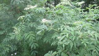 Elderberry Pruning and Coppice [upl. by Nelon]